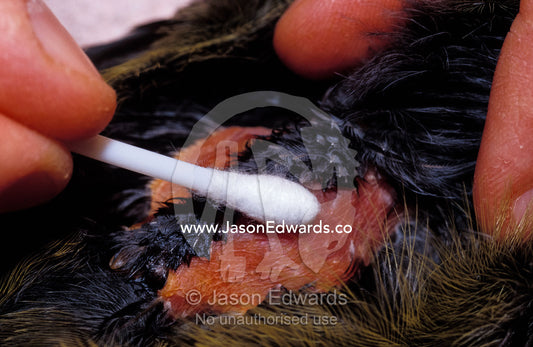 Vets swab the skin of a helmeted honeyeater to attach a radio tracker. Healesville Sanctuary, Victoria, Australia.