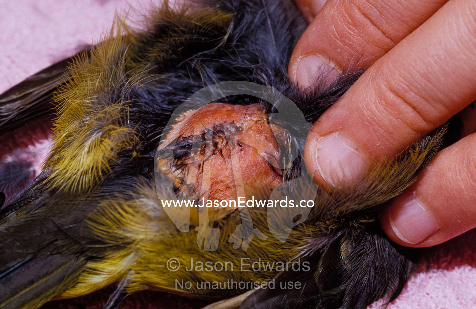 Vets pluck feathers on a helmeted honeyeater to attach a radio tracker. Healesville Sanctuary, Victoria, Australia.