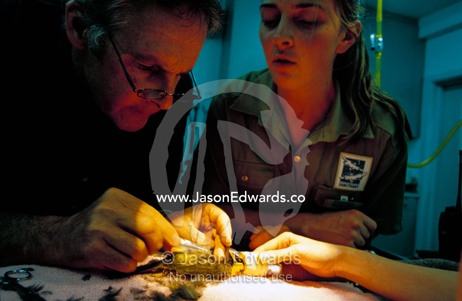 Vets attach a radio tracking antenna to a Helmeted Honeyeater. Healesville Sanctuary, Victoria, Australia.