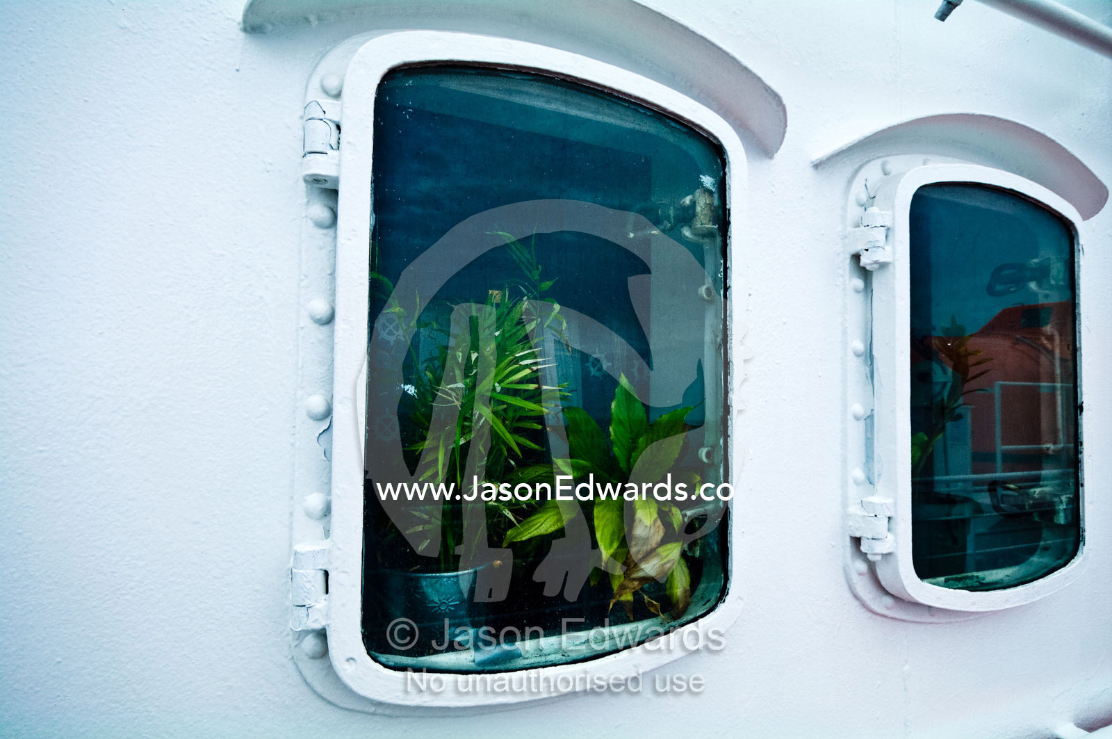 Indoor plants growing on the windowsill of an Antarctic ships porthole The Drake Passage between the Atlantic Ocean and Pacific Ocean.