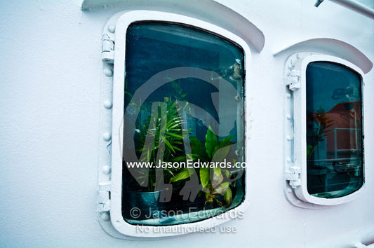 Indoor plants growing on the windowsill of an Antarctic ships porthole The Drake Passage between the Atlantic Ocean and Pacific Ocean.