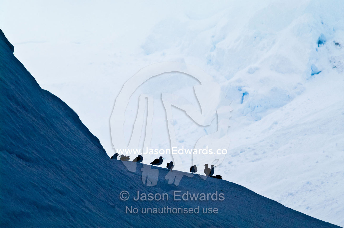 A flock of Kelp Gulls roosting on the ridge of an iceberg. Crystal Sound, Hanusse Bay, Antarctic Peninsula, Antarctic Circle, Antarctica.