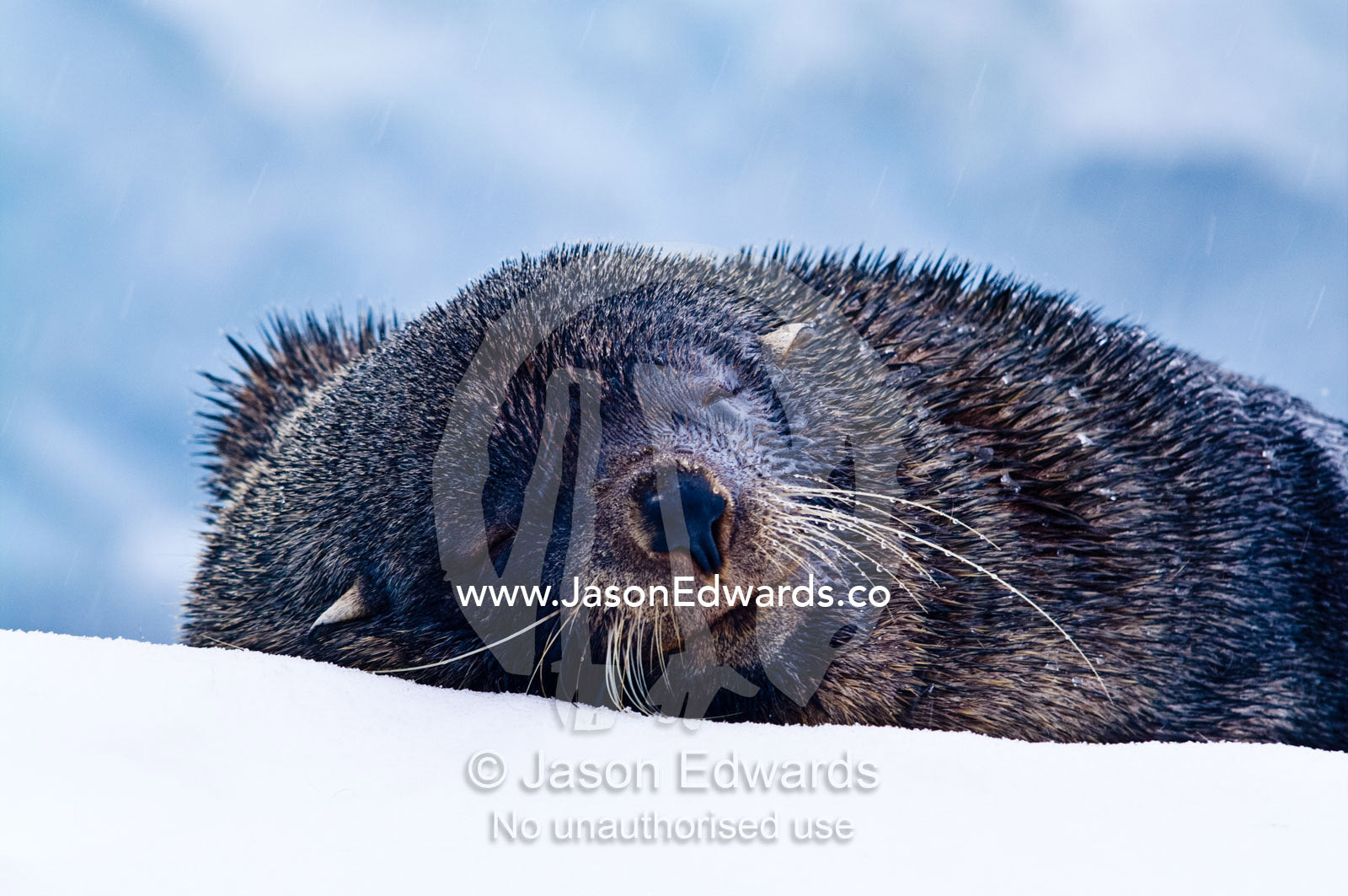 An Antarctic Fur Seal sleeping on an iceberg during a snow storm. Crystal Sound, Hansen Island, Hanusse Bay, Antarctic Peninsula, Antarctic Circle, Antarctica.