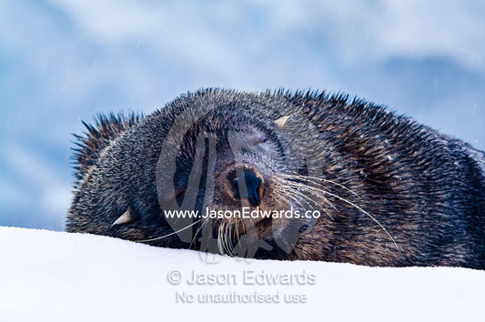 An Antarctic Fur Seal sleeping on an iceberg during a snow storm. Crystal Sound, Hansen Island, Hanusse Bay, Antarctic Peninsula, Antarctic Circle, Antarctica.