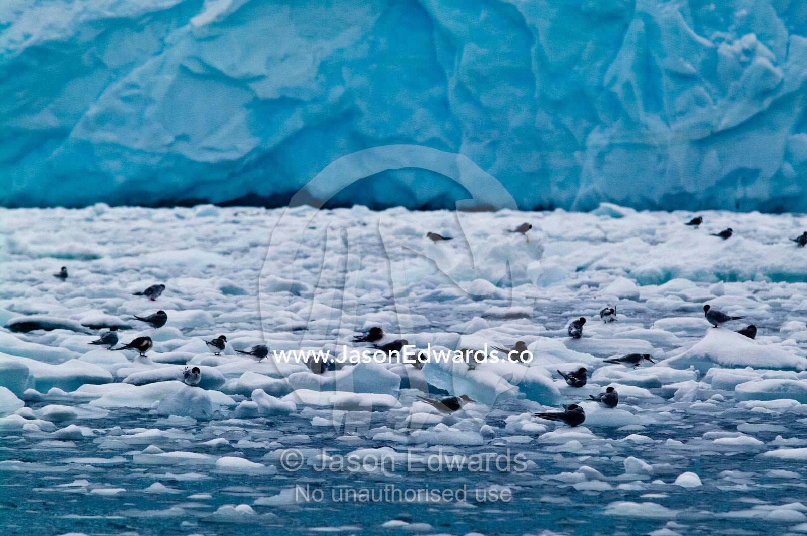 A flock of Antarctic Terns and chicks roosting on small blocks of ice. Crystal Sound, Hanusse Bay, Antarctic Peninsula, Antarctic Circle, Antarctica.