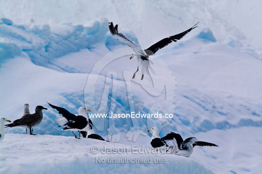 A flock of Kelp Gulls landing to roost on the ridge of an iceberg. Crystal Sound, Hanusse Bay, Antarctic Peninsula, Antarctic Circle, Antarctica.