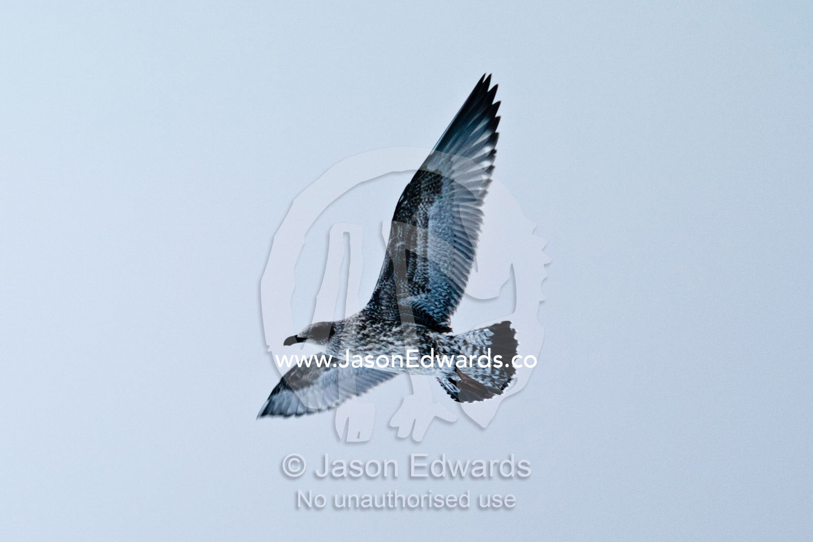 The subtle moulted wing feathers of a sub-adult Brown Skua in flight. Crsytal Sound, Hanusse Bay, Antarctic Peninsula, Antarctic Circle, Antarctica.