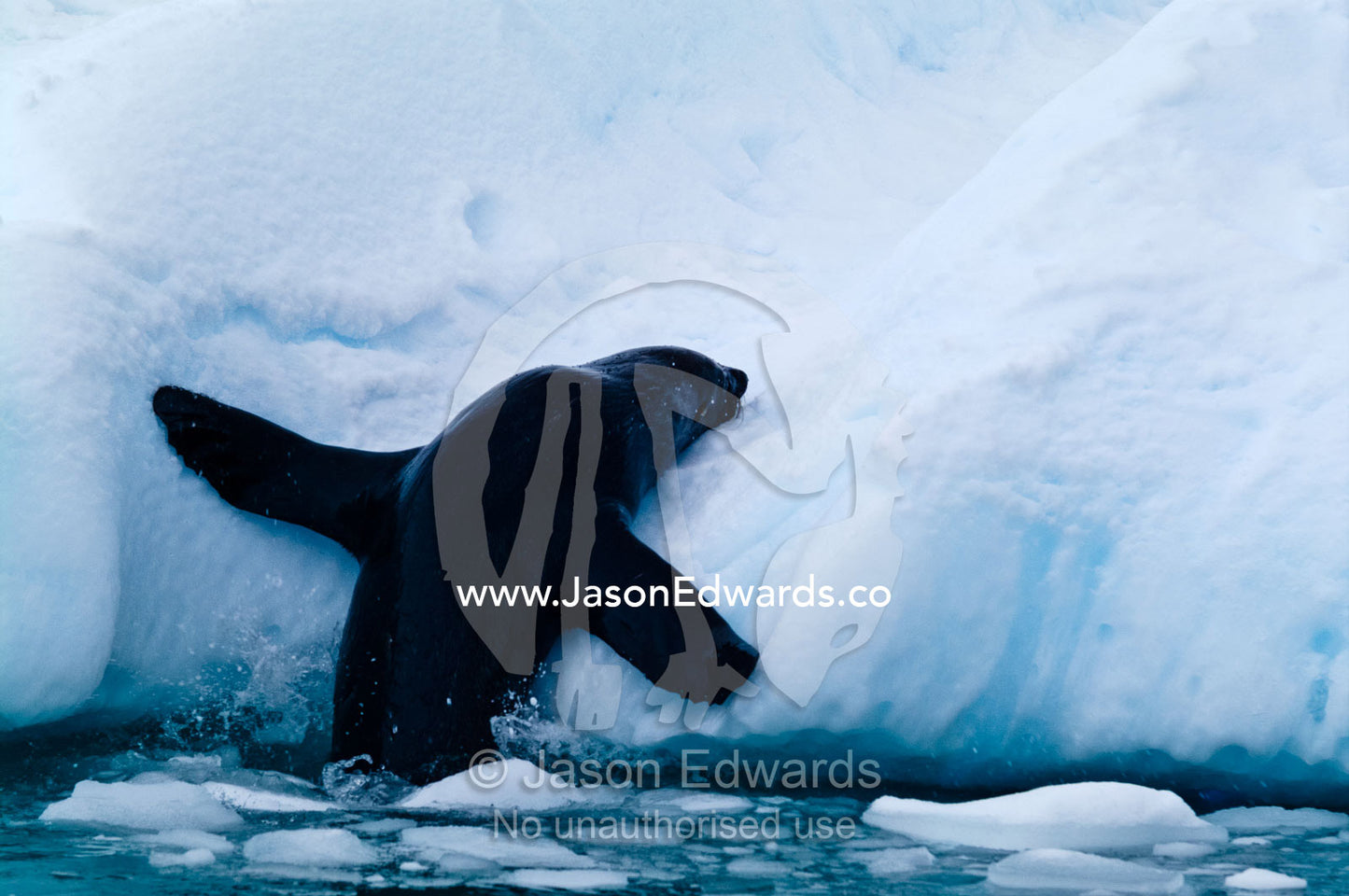 An Antarctic Fur Seal clambers out of the ocean onto an iceberg. Crystal Sound, Hanusse Bay, Antarctic Peninsula, Antarctic Circle, Antarctica.