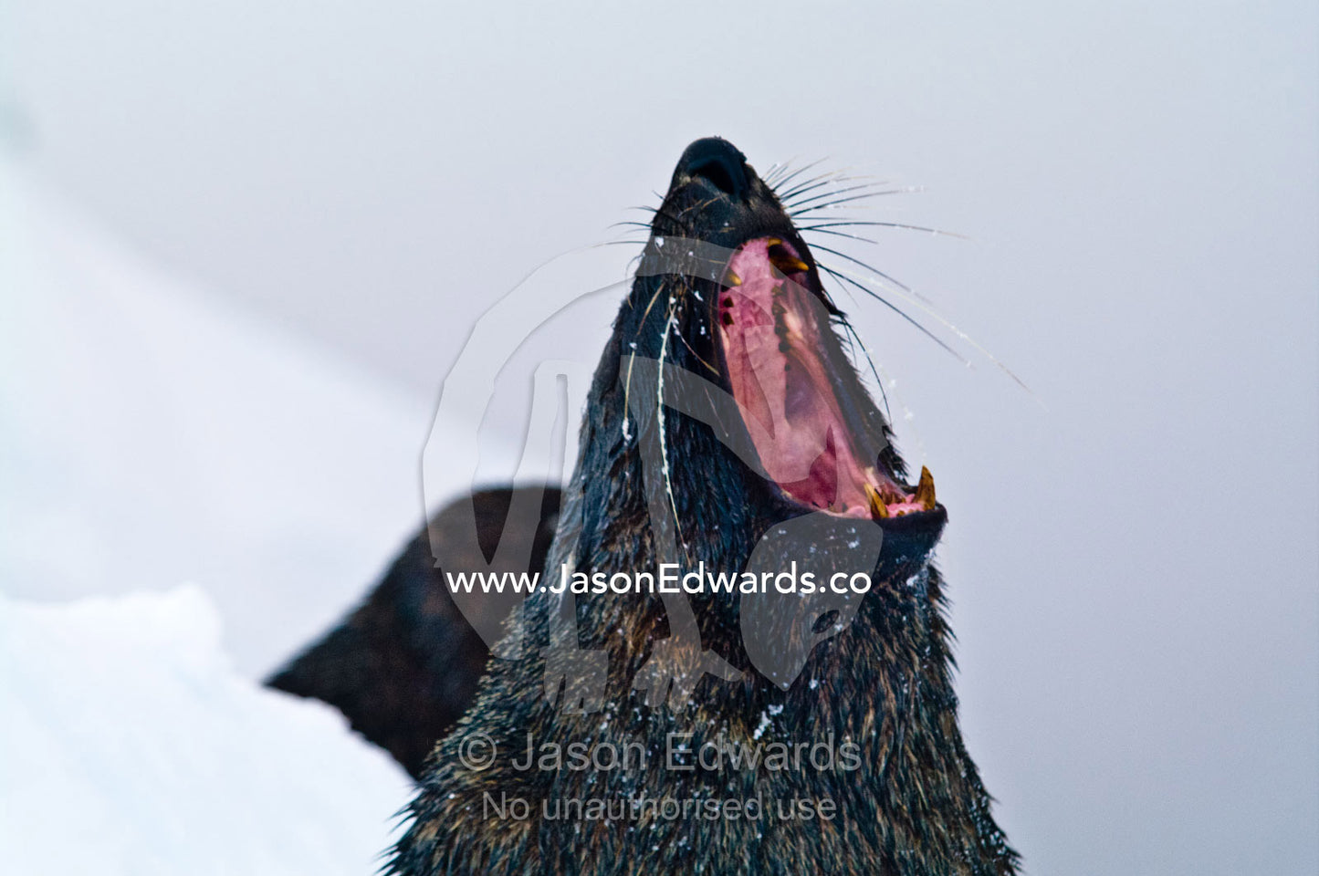 An Antarctic Fur Seal yawns displaying its large canine teeth. Crystal Sound, Hanusse Bay, Antarctic Peninsula, Antarctic Circle, Antarctica.