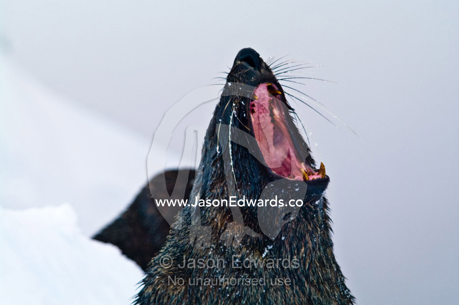 An Antarctic Fur Seal yawns displaying its large canine teeth. Crystal Sound, Hanusse Bay, Antarctic Peninsula, Antarctic Circle, Antarctica.