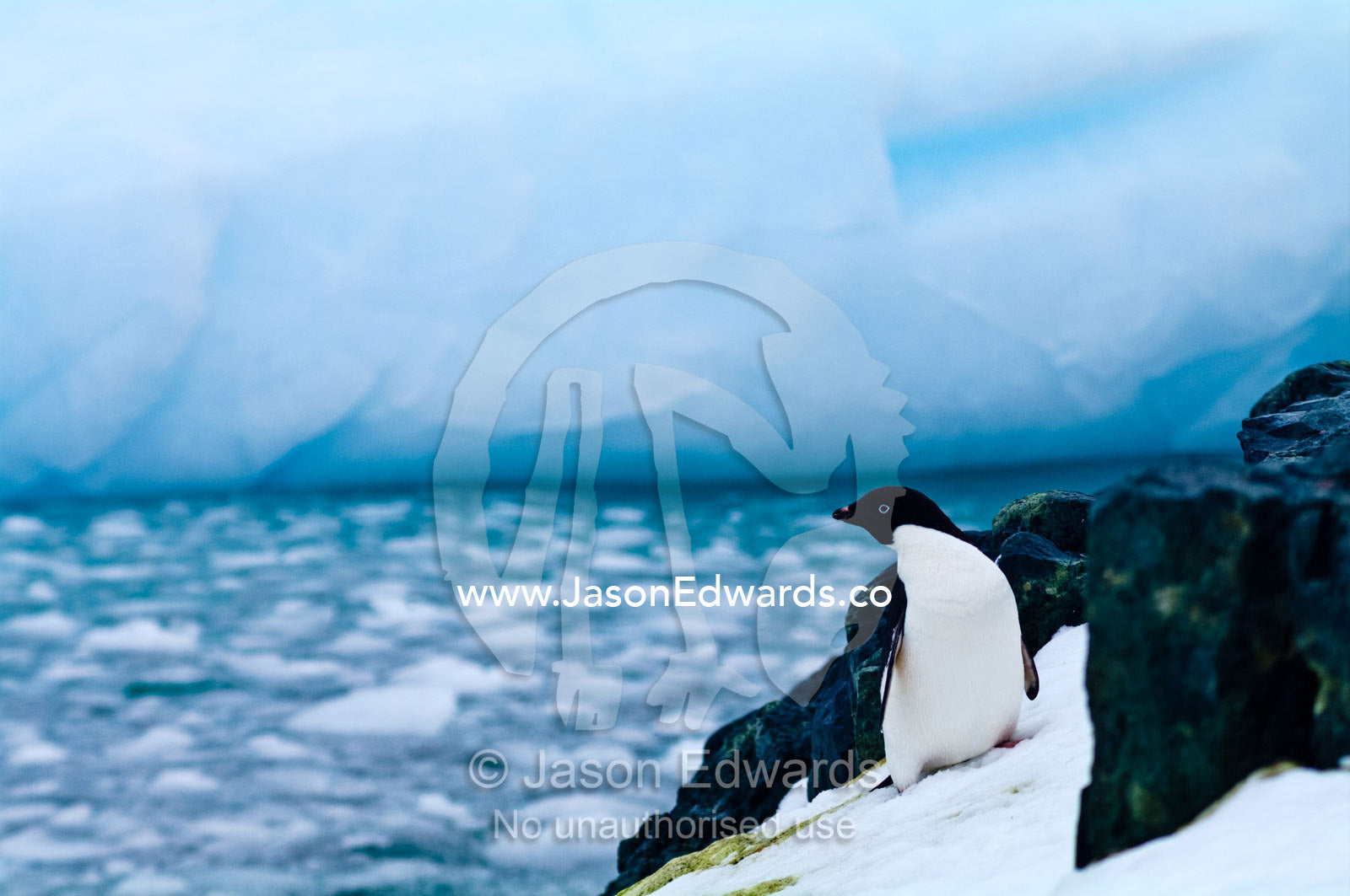 An Adelie Penguin climbs a snowy slope between rocky outcrops. Station W, Detaille Island, Antarctic Peninsula, Antarctic Circle, Antarctica.