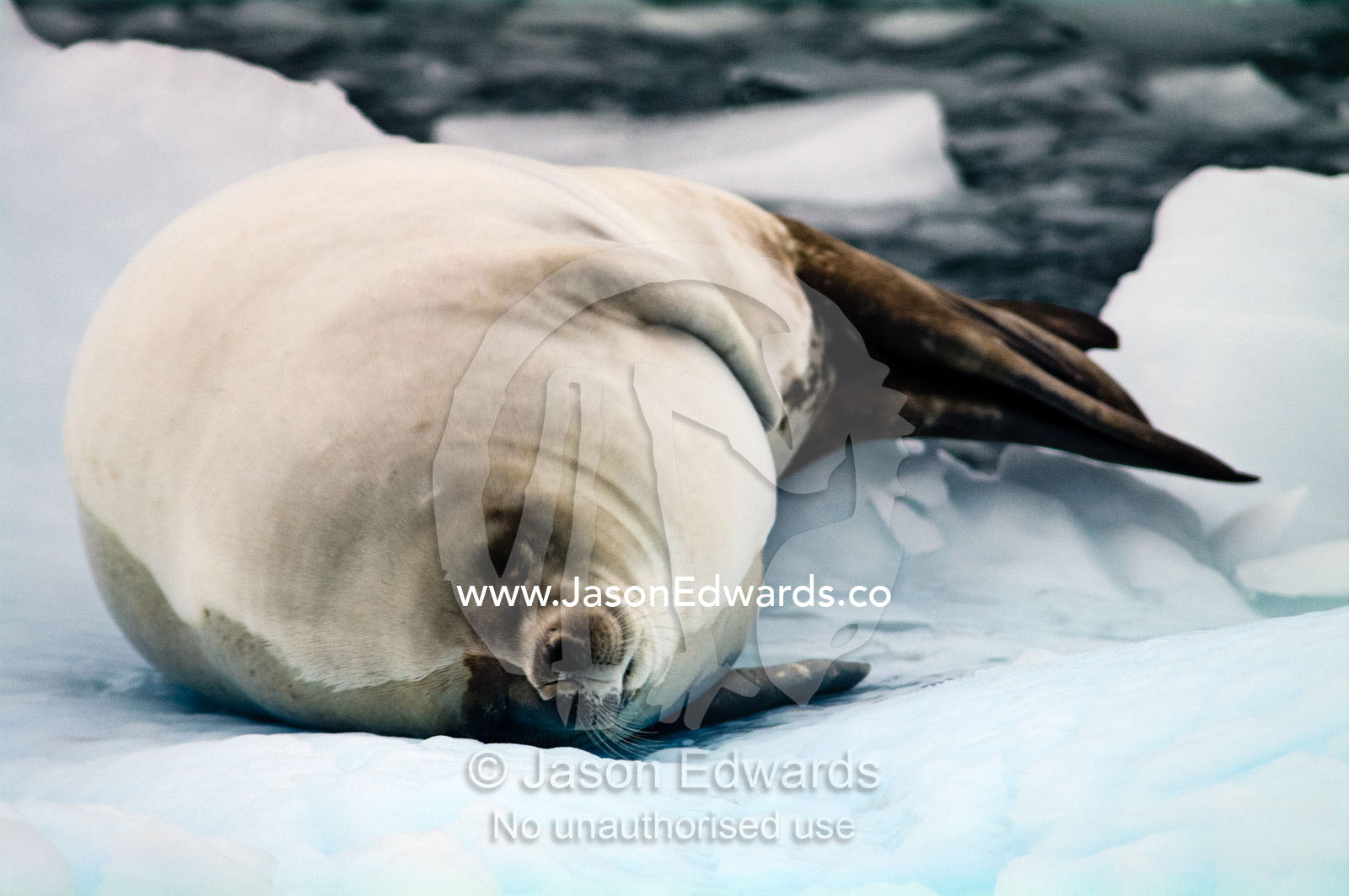 A Crabeater Seal sleeping on an iceberg in an ice flow. Detaille Island, Antarctic Peninsula, Antarctic Circle, Antarctica.