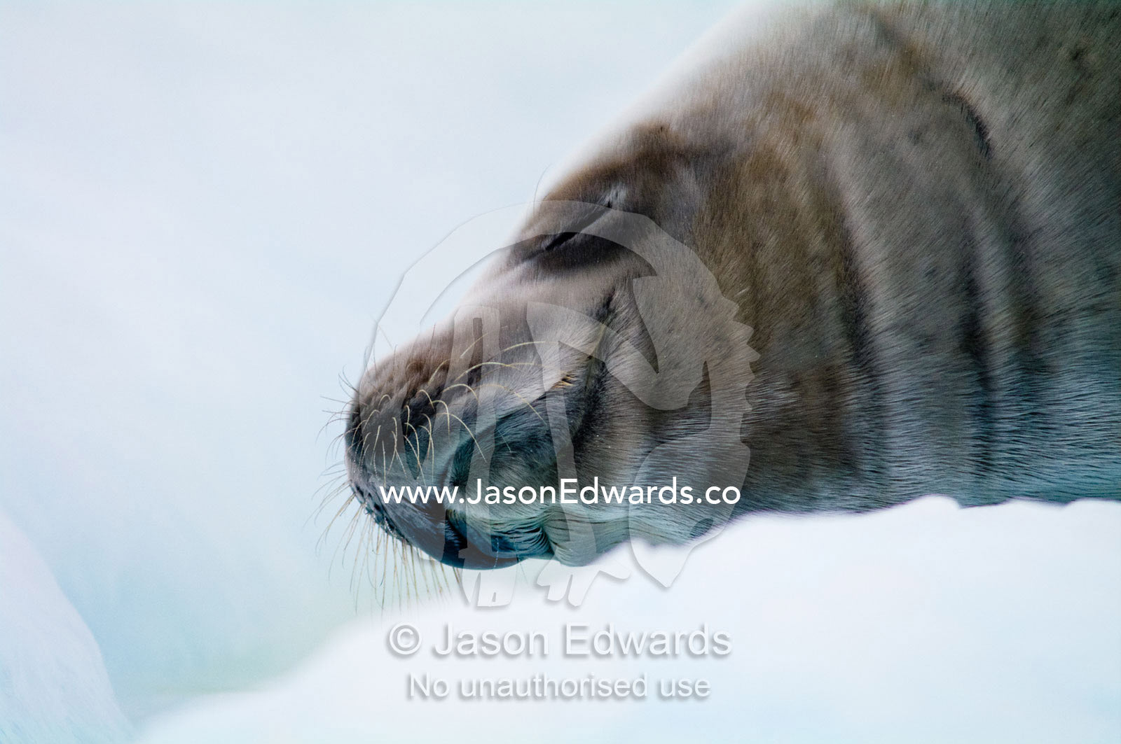 A Crabeater Seal sleeping on an iceberg in an ice flow. Detaille Island, Antarctic Peninsula, Antarctic Circle, Antarctica.
