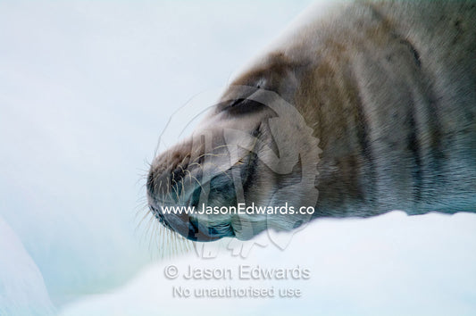 A Crabeater Seal sleeping on an iceberg in an ice flow. Detaille Island, Antarctic Peninsula, Antarctic Circle, Antarctica.