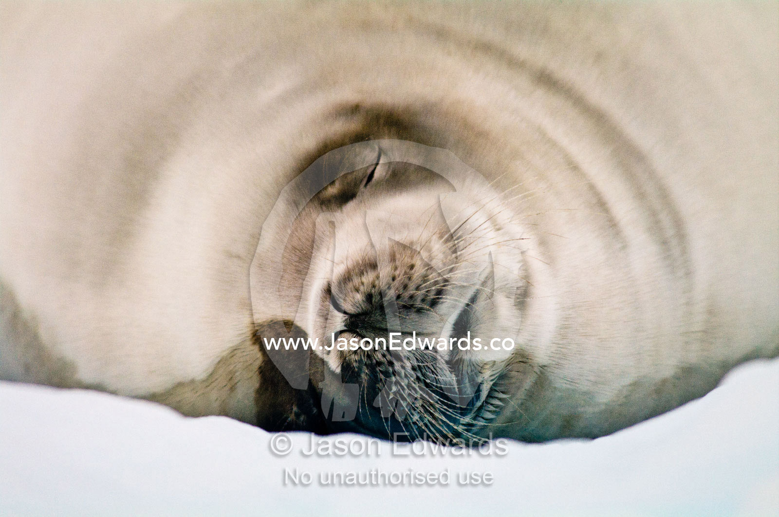 A Crabeater Seal sleeping on an iceberg in an ice flow. Detaille Island, Antarctic Peninsula, Antarctic Circle, Antarctica.