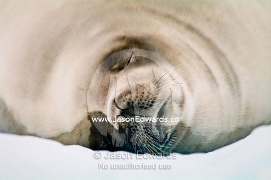 A Crabeater Seal sleeping on an iceberg in an ice flow. Detaille Island, Antarctic Peninsula, Antarctic Circle, Antarctica.