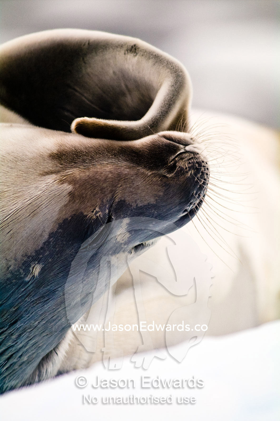 A Crabeater Seal on an iceberg scratches its face with a flipper. Detaille Island, Antarctic Peninsula, Antarctic Circle, Antarctica.