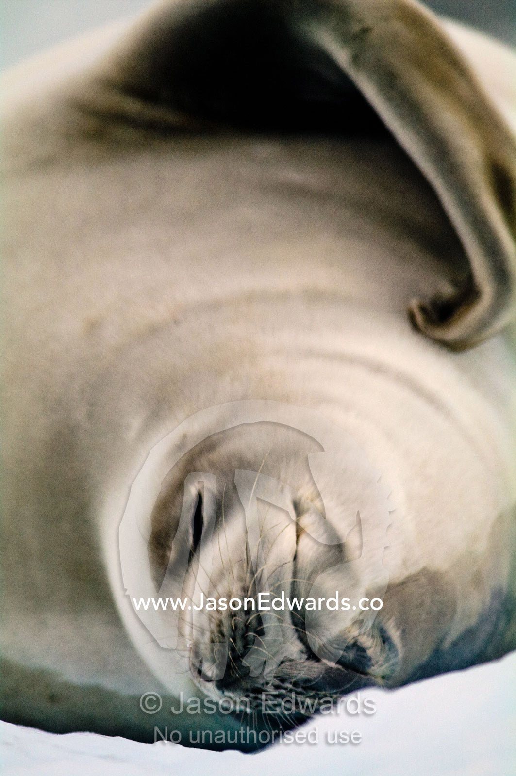 A Crabeater Seal on an iceberg scratches it's fur with a flipper. Detaille Island, Antarctic Peninsula, Antarctic Circle, Antarctica.