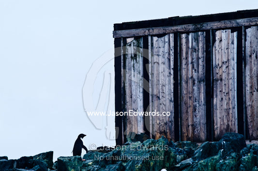 An Adelie Penguin stands by the abandoned ruins of a research station. Station W, Detaille Island, Antarctic Peninsula, Antarctic Circle, Antarctica.