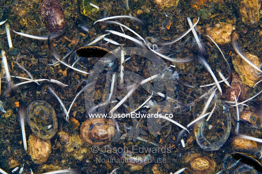 Moulted penguin feathers in a pool of water with mussel shells. Detaille Island, Antarctic Peninsula, Antarctic Circle, Antarctica.
