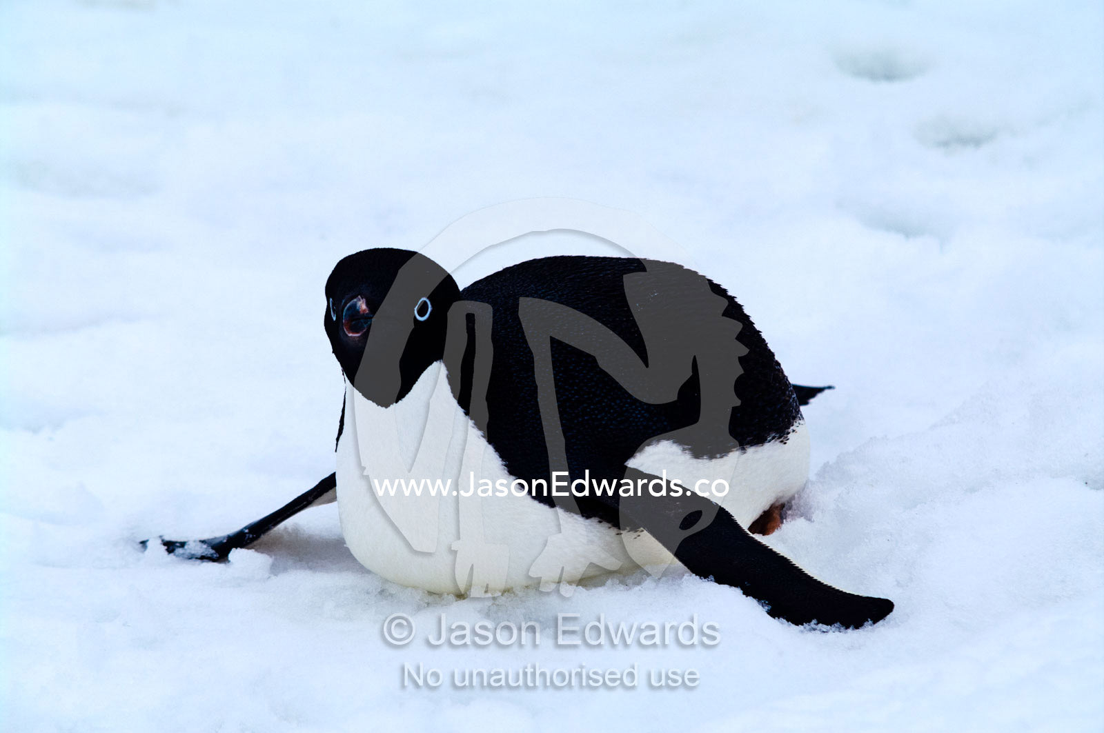 An Adelie Penguin slides on the snow on it's belly using its flippers. Detaille Island, Antarctic Peninsula, Antarctic Circle, Antarctica.