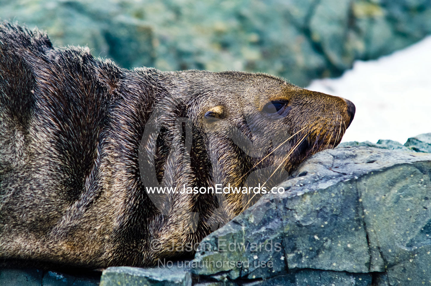 Fury folds of skin on an Antarctic Fur Seal resting on a rock slab. Detaille Island, Antarctic Peninsula, Antarctic Circle, Antarctica.