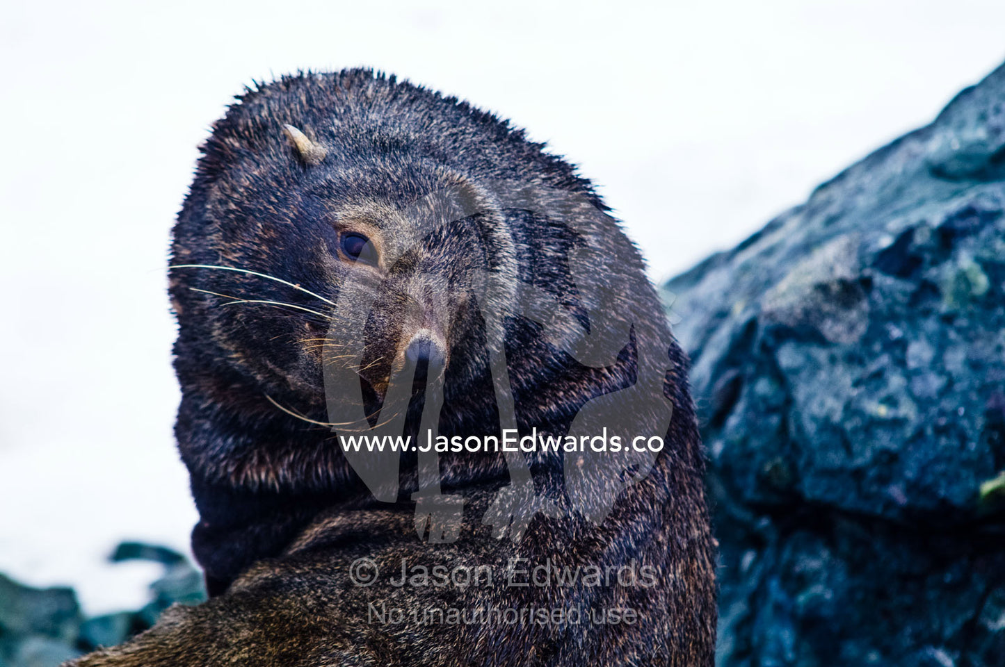 Fury folds of skin on an Antarctic Fur Seal resting on a rock slab. Detaille Island, Antarctic Peninsula, Antarctic Circle, Antarctica.