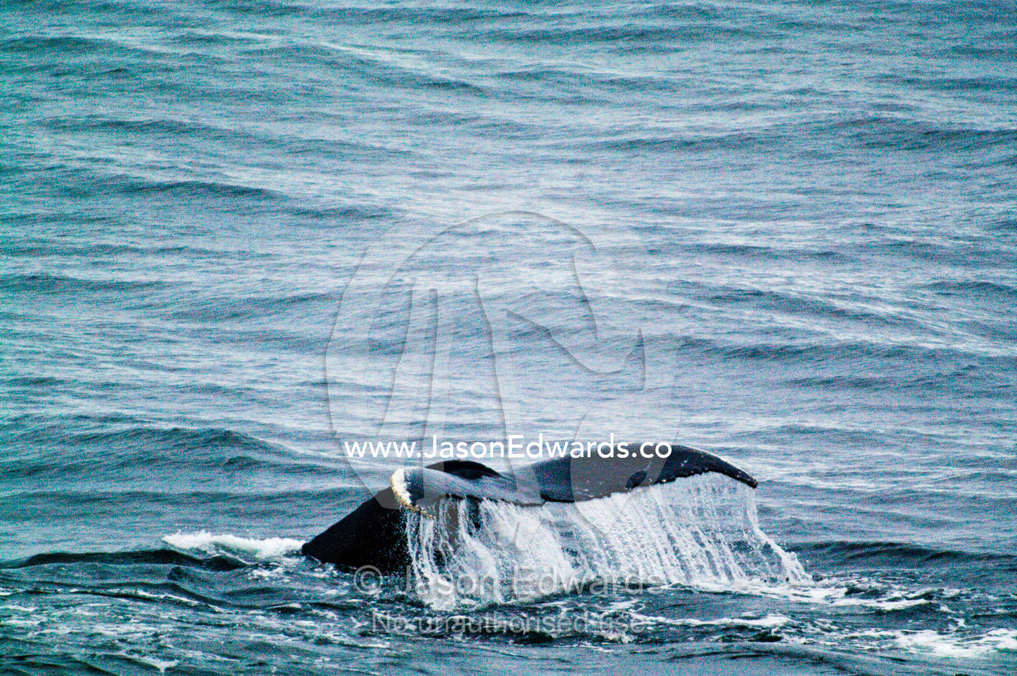 Water pours from the tail flukes of a diving Southern Humpback Whale. Crystal Sound, Antarctic Peninsula, Antarctic Circle, Antarctica.