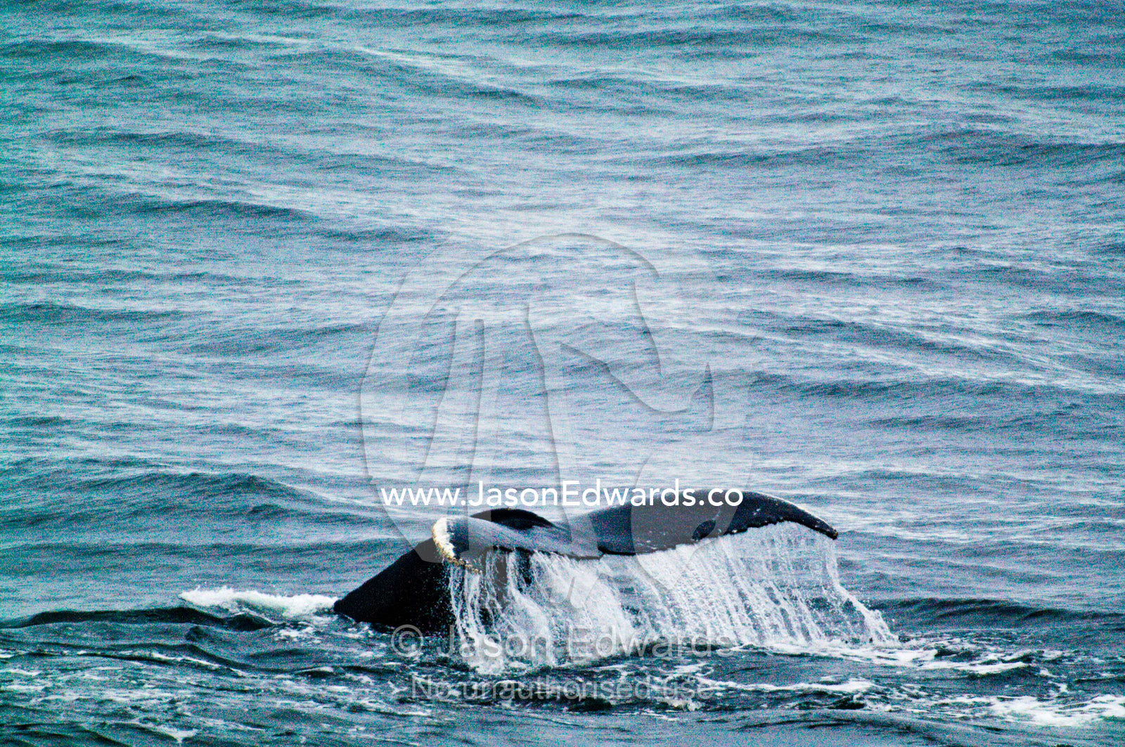 Water pours from the tail flukes of a diving Southern Humpback Whale. Crystal Sound, Antarctic Peninsula, Antarctic Circle, Antarctica.