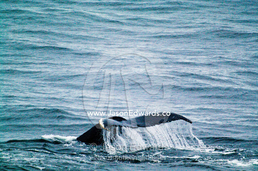 Water pours from the tail flukes of a diving Southern Humpback Whale. Crystal Sound, Antarctic Peninsula, Antarctic Circle, Antarctica.
