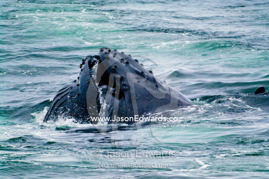 A Southern Humpback Whale bubble net fishing in rich Antarctic seas. Crystal Sound, Antarctic Peninsula, Antarctic Circle, Antarctica.