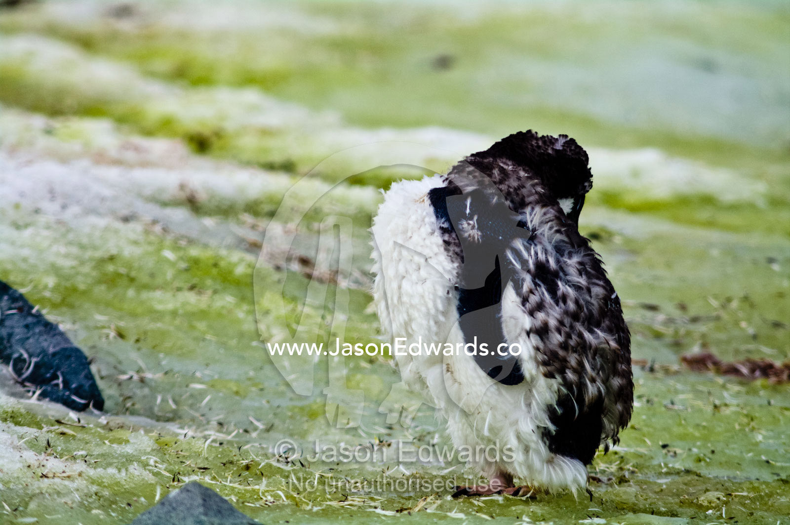 An Adelie Penguin preens moulting feathers on ice green with algae. Prospect Point, Crystal Sound, Antarctic Peninsula, Antarctic Circle, Antarctica.