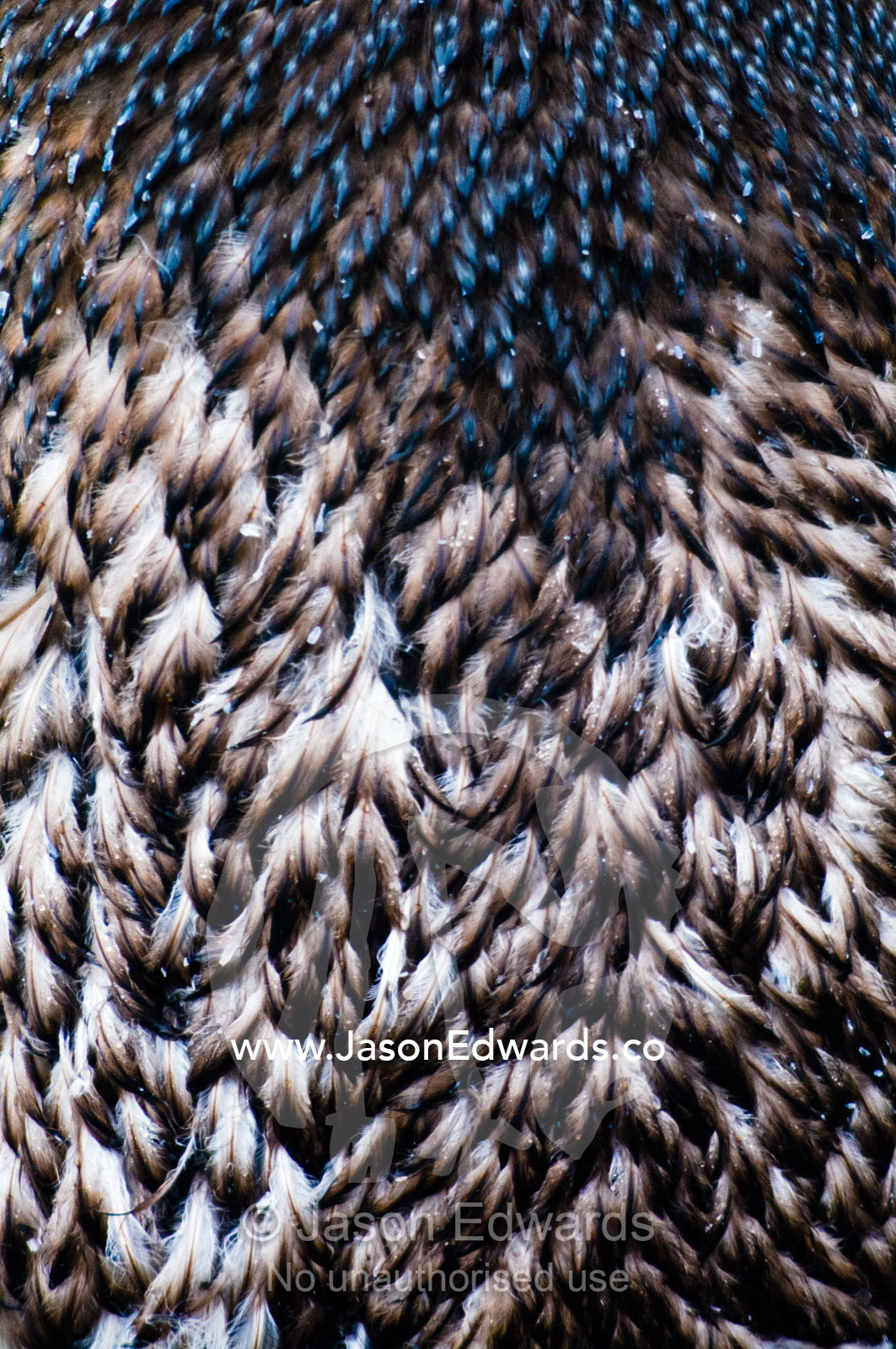 Closeup detail of moulting feathers on the back of an Adelie Penguin. Prospect Point, Crystal Sound, Antarctic Peninsula, Antarctic Circle, Antarctica.