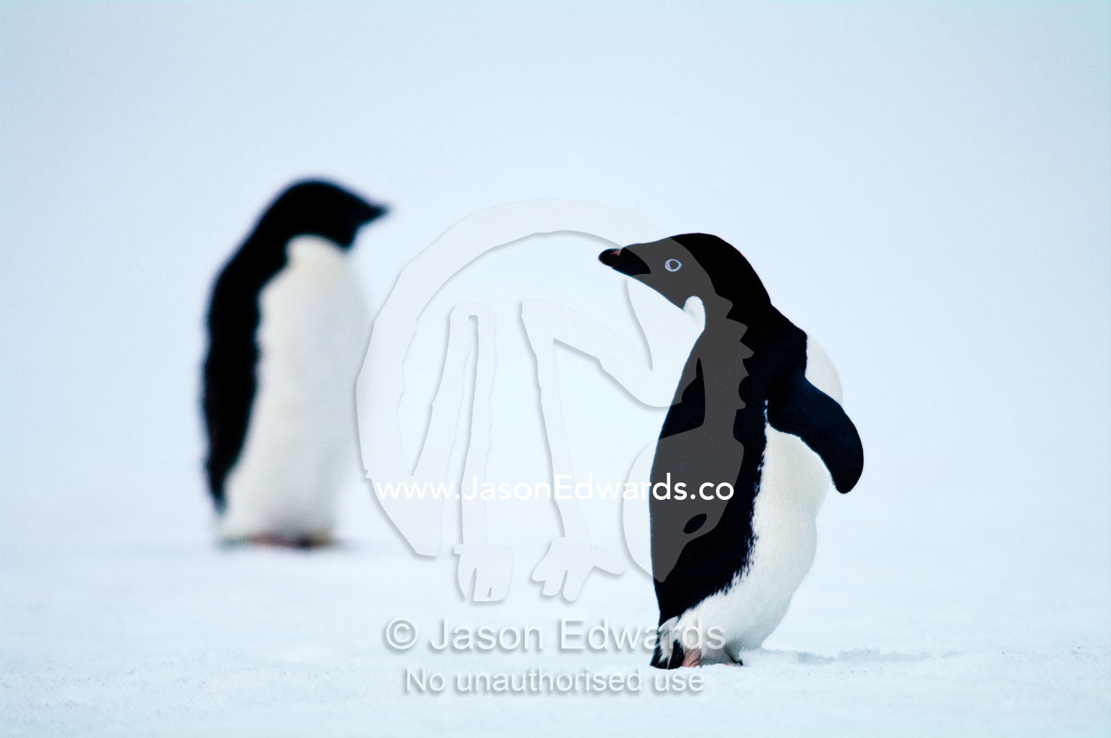 Cute and curious Adelie Penguins look at each other on a snowy plain. Prospect Point, Crystal Sound, Antarctic Peninsula, Antarctic Circle, Antarctica.
