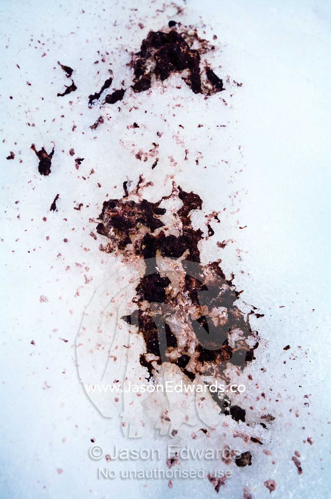 Penguin faeces scattered in the snow. Prospect Point, Crystal Sound, Antarctic Peninsula, Antarctic Circle, Antarctica.