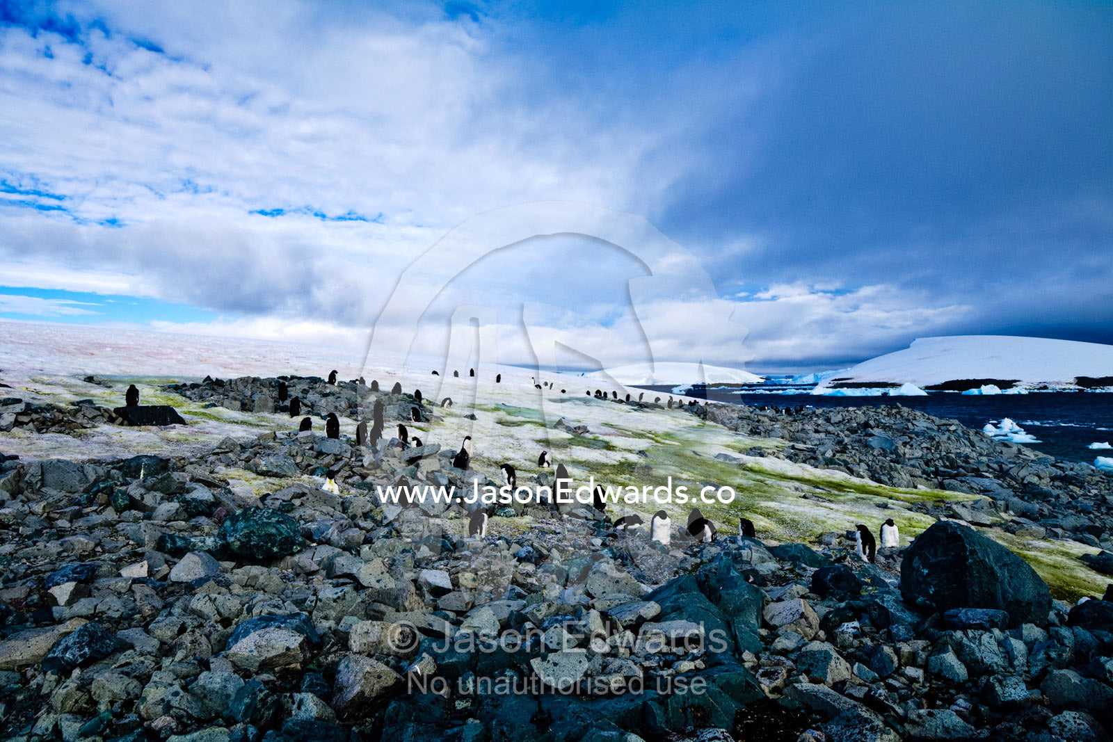 An Adelie Penguin rookery situated an an outcrop of diorite. Prospect Point, Crystal Sound, Antarctic Peninsula, Antarctic Circle, Antarctica.