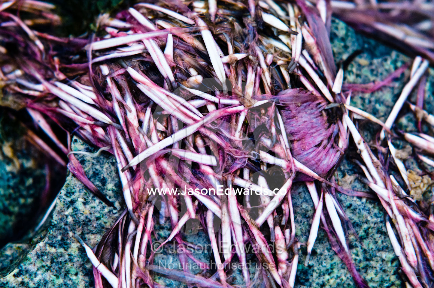 A bright purple cluster of moulted penguin feathers on a diorite rock Prospect Point, Crystal Sound, Antarctic Peninsula, Antarctic Circle, Antarctica.