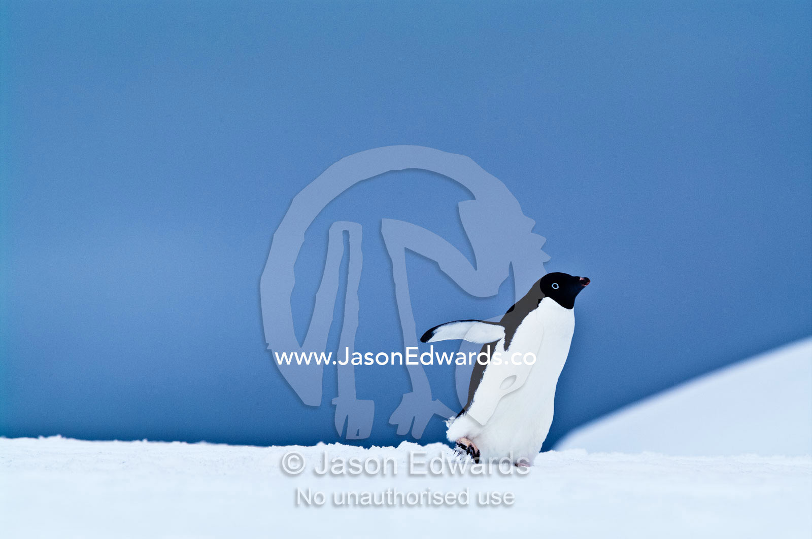 A cute Adelie Penguin marching across a snowy plain with flippers out. Prospect Point, Crystal Sound, Antarctic Peninsula, Antarctic Circle, Antarctica.