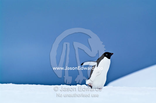 A cute Adelie Penguin marching across a snowy plain with flippers out. Prospect Point, Crystal Sound, Antarctic Peninsula, Antarctic Circle, Antarctica.