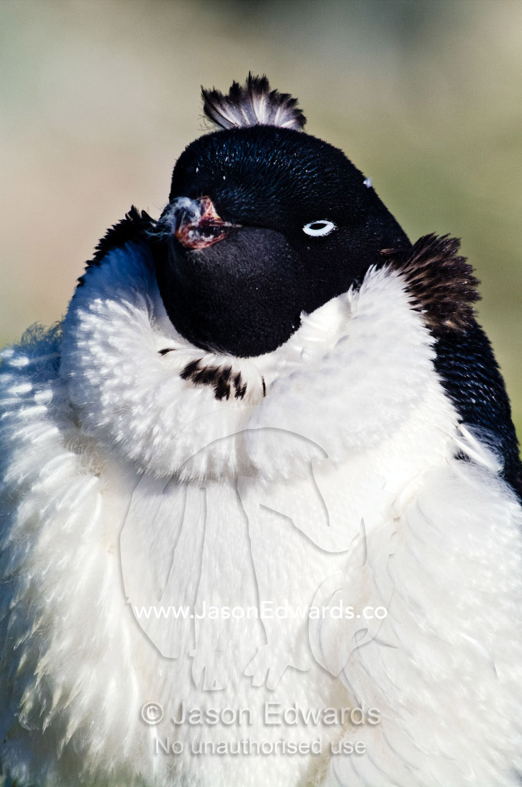 An ungainly funny-looking moulting Adelie Penguin with a mohawk. Prospect Point, Crystal Sound, Antarctic Peninsula, Antarctic Circle, Antarctica.