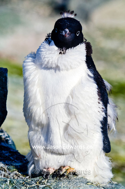 An ungainly funny-looking moulting Adelie Penguin with a mohawk. Prospect Point, Crystal Sound, Antarctic Peninsula, Antarctic Circle, Antarctica.