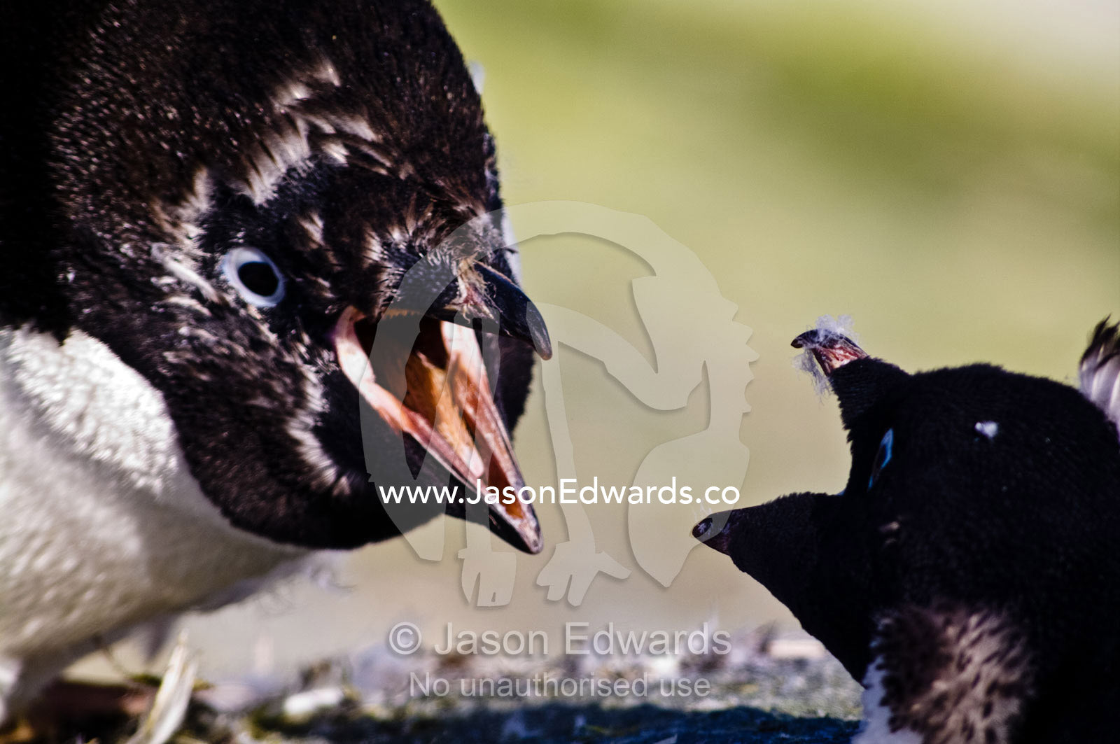 Two large Adelie Penguin chicks fight using their razor-sharp beaks. Prospect Point, Crystal Sound, Antarctic Peninsula, Antarctic Circle, Antarctica.