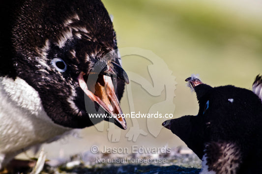 Two large Adelie Penguin chicks fight using their razor-sharp beaks. Prospect Point, Crystal Sound, Antarctic Peninsula, Antarctic Circle, Antarctica.