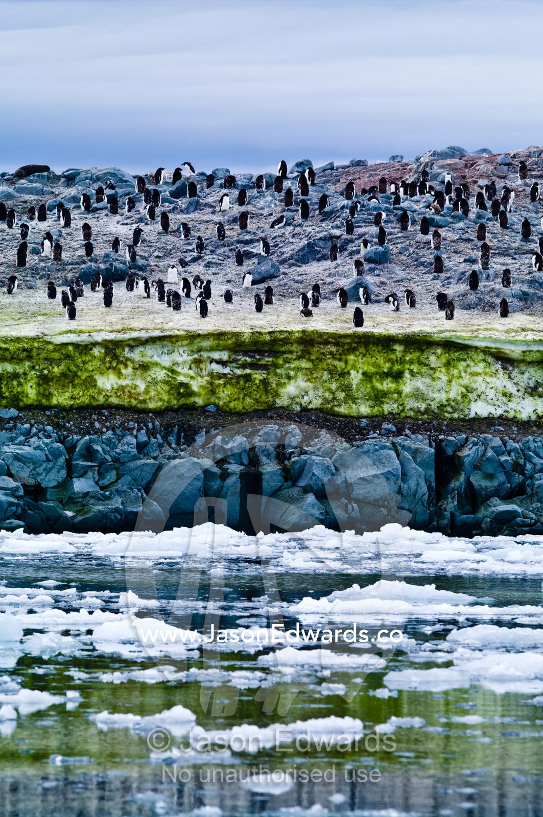 Adelie Penguins on an island covered in green Snow Algae, cryoalgae. Fish Islands, Flouder Island, The Minnows, Crystal Sound, Antarctic Peninsula, Antarctic Circle, Antarctica.