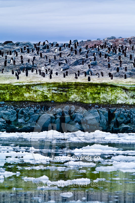 Adelie Penguins on an island covered in green Snow Algae, cryoalgae. Fish Islands, Flouder Island, The Minnows, Crystal Sound, Antarctic Peninsula, Antarctic Circle, Antarctica.