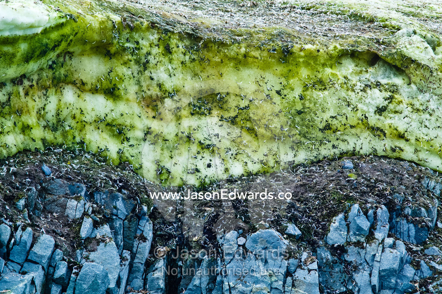 Snow Algae, cryoalgae, growing on ice near an Adelie Penguin colony Fish Islands, Flouder Island, The Minnows, Crystal Sound, Antarctic Peninsula, Antarctic Circle, Antarctica.