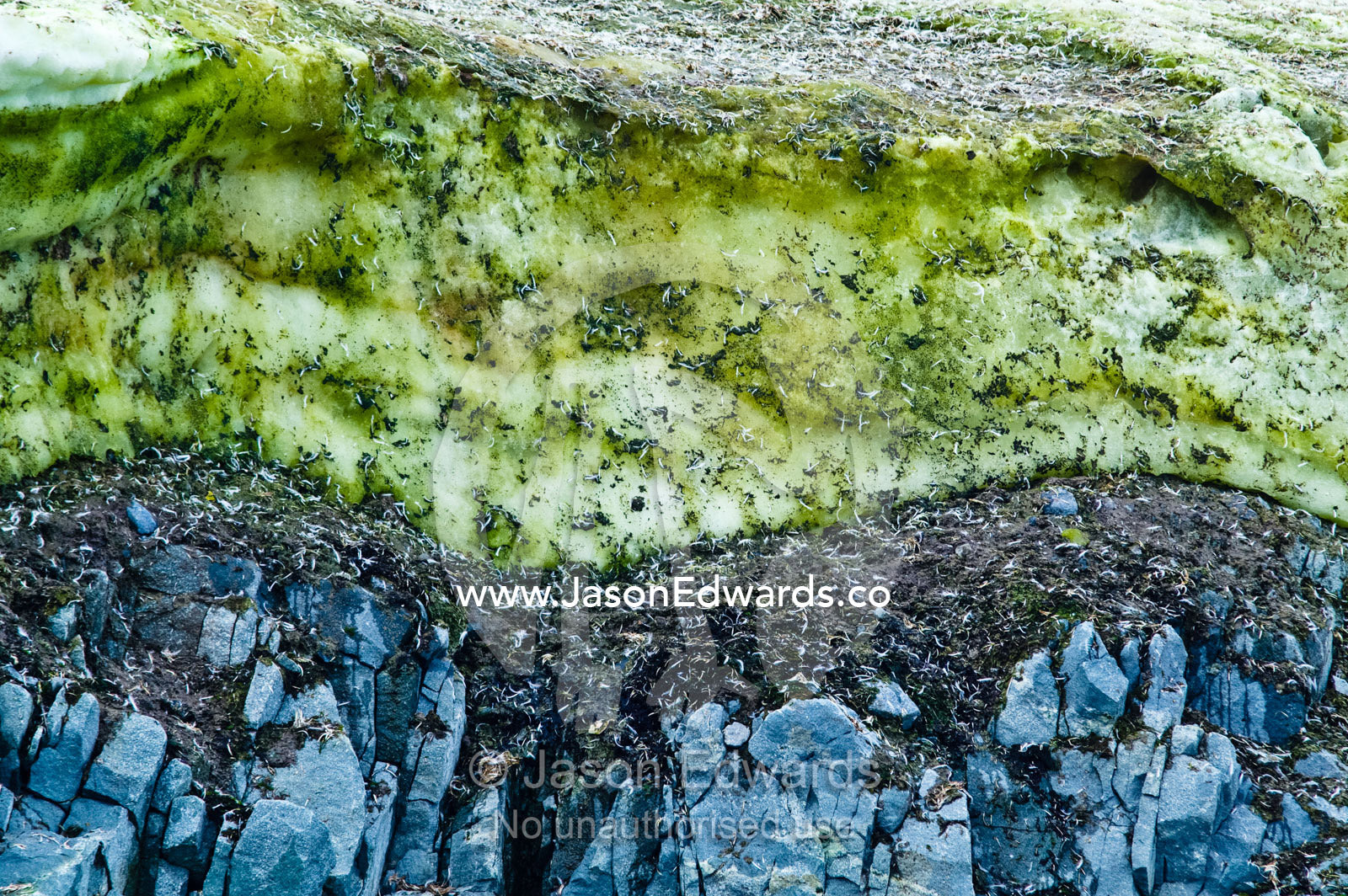 Snow Algae, cryoalgae, growing on ice near an Adelie Penguin colony Fish Islands, Flouder Island, The Minnows, Crystal Sound, Antarctic Peninsula, Antarctic Circle, Antarctica.