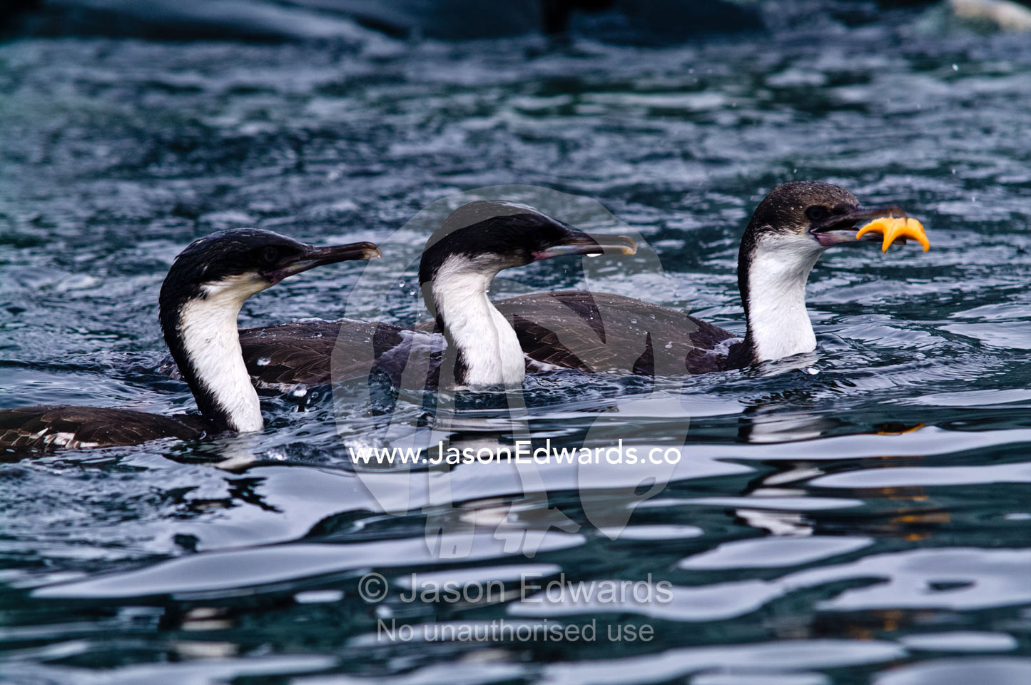 A trio of Antarctic Shags compete for a bright orange Sea Star. Fish Islands, Flouder Island, The Minnows, Crystal Sound, Antarctic Peninsula, Antarctic Circle, Antarctica.