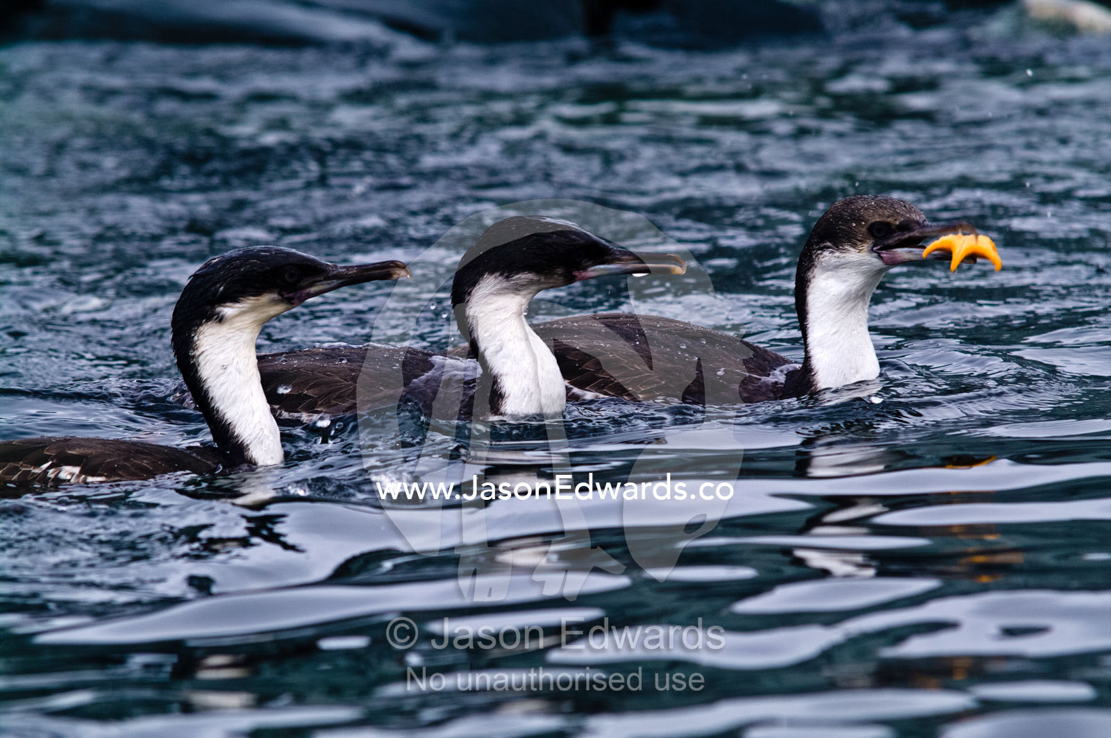 A trio of Antarctic Shags compete for a bright orange Sea Star. Fish Islands, Flouder Island, The Minnows, Crystal Sound, Antarctic Peninsula, Antarctic Circle, Antarctica.