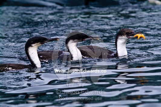 A trio of Antarctic Shags compete for a bright orange Sea Star. Fish Islands, Flouder Island, The Minnows, Crystal Sound, Antarctic Peninsula, Antarctic Circle, Antarctica.